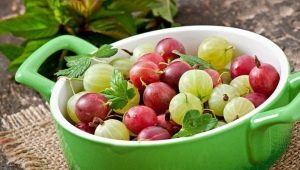 Grosella espinosa en lactancia materna y alimentación infantil.