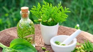 Aceite de Thuja para niños y su uso en adenoiditis.