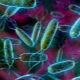 E. coli nelle urine di un bambino