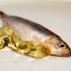 At what age can you give fish oil to children and which one is better to choose?