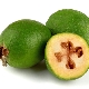 From what age do feijoa give children?