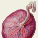 Wat betekent de tweede fase van de maturiteit van de placenta en welke week is het normaal voor de zwangerschap?