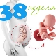 Fetus at 38 weeks gestation: norms and characteristics