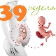 Fetus la săptămâna 39 de sarcină: norme și caracteristici