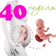 Fetus at 40 weeks gestation: norms and characteristics