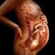 Causes of a thin placenta during pregnancy and the effects of hypoplasia