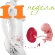 Fetal development in the 11th week of pregnancy