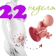 Fetal development at 22 weeks gestation