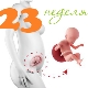 Desarrollo fetal a las 23 semanas de gestación.