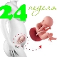 Fetal development in the 24th week of pregnancy