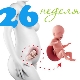 Desarrollo fetal en la semana 26 de gestación.