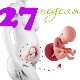 Fetal development in the 27th week of pregnancy