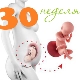 Fetal development at 30 weeks gestation