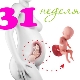 Fetal development in the 31st week of pregnancy