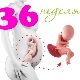 Desarrollo fetal a las 36 semanas de gestación.