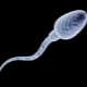 How long can sperm live and what affects their viability?