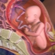 ¿Qué significa la primera etapa de madurez de la placenta y en qué semana es normal para el embarazo?