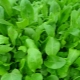 Sa anong edad maaari kang magbigay ng sorrel sa isang bata at kung paano magluto ng sorrel na sopas para dito?