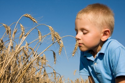 El gluten no es peligroso para todos.