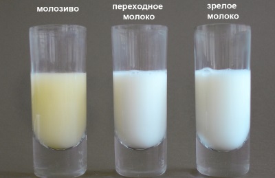 Colostrum at gatas ng dibdib