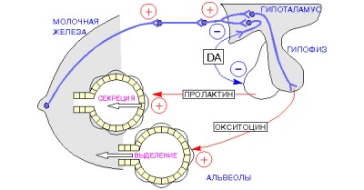 Prolactin, oxytocin