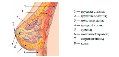 Glándulas mamarias - estructura