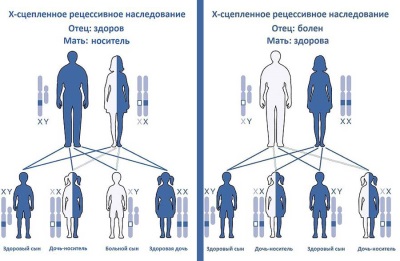 Inheritance of hemophilia