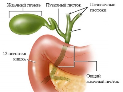 Żółć i woreczek żółciowy, żołądek