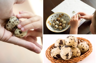 Baby cleans quail eggs