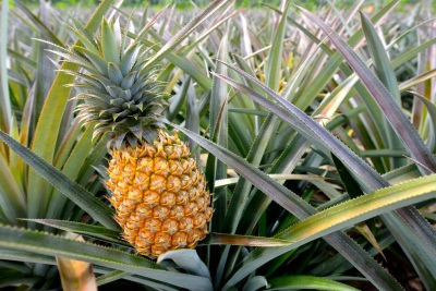 Jak rośnie ananas