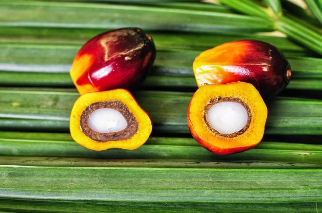 Fruits of oil palm