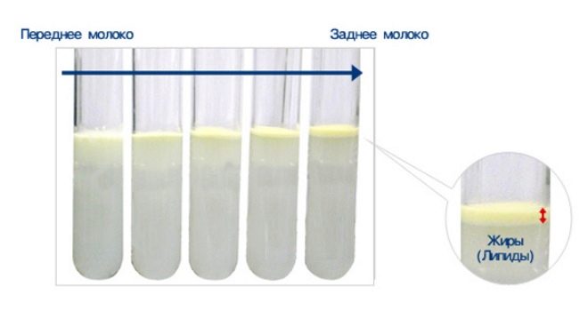 Composición de la leche