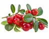 From what age can you give cranberries to children?